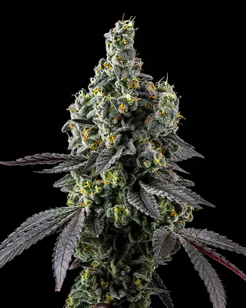 Flower4